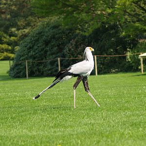 Bird show - Secretary bird (Sagittarius serpentarius) running, May 2006