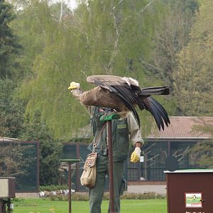 Bird show - Juvenile Andean condor (Vultur gryphus), May 2006