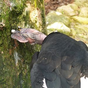 Andean condor (Vultur gryphus), May 2006
