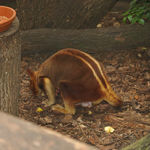 Goodfellow's tree kangaroo (Dendrolagus goodfellowi buergersi), May 2006