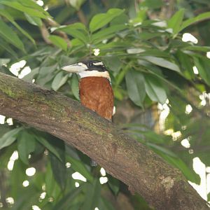 Rufous-bellied Kookaburra (Dacelo gaudichaud), May 2006