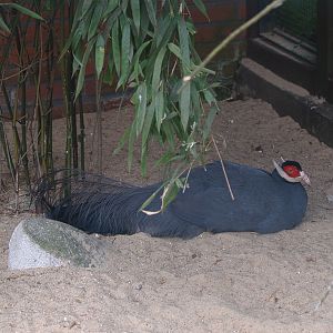 Blue eared pheasant (Crossoptilon auritum), May 2006
