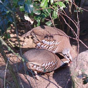 Red-legged partridge (Alectoris rufa), May 2006