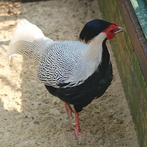 Jones' Silver pheasant (Lophura nycthemera jonesi), May 2006