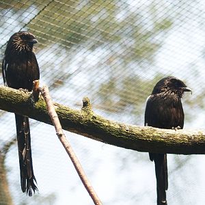 Magpie shrikes (Urolestes melanoleucus), May 2006