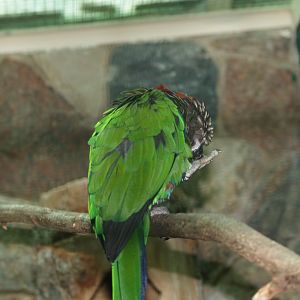 Hawk-headed parrot (Deroptyus accipitrinus), May 2006