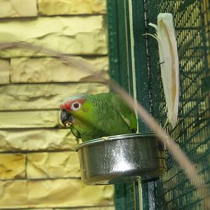 Lilacine amazon (Amazona lilacina), May 2006