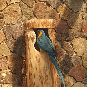 Blue-throated macaws (Ara glaucogularis), May 2006