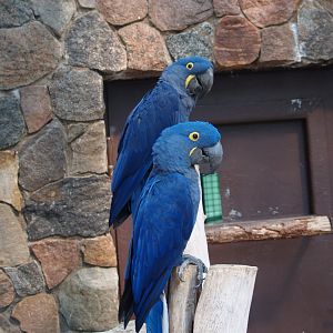 Hyacinth macaws (Anodorhynchus hyacinthinus), May 2006