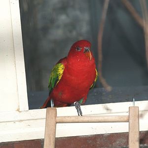 Chattering lory (Lorius garrulus), May 2006