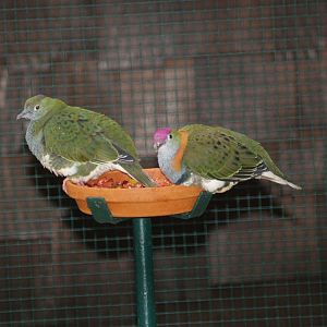 Eastern superb fruit doves (Ptilinopus superbus), May 2006