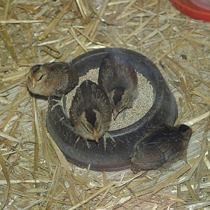 Galliform chicks in raising tank, May 2006.