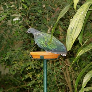 Nicobar pigeon (Caloenas nicobarica), May 2006
