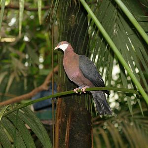 Moluccan metallic pigeon (Columba vitiensis halmaheira), May 2006