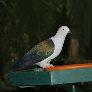 Green imperial pigeon (Ducula aenea aenea), May 2006