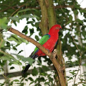 Buru king parrot (Alisterus amboinensis buruensis), May 2006