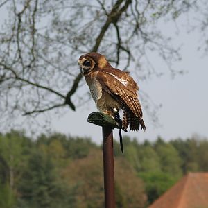 Bird show - Javan brown wood owl (Strix leptogrammica bartelsi), May 2006