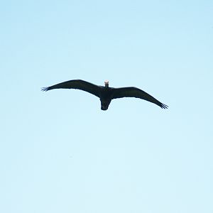 Bird show - Waldrapp (Geronticus eremita) in flight, May 2006.