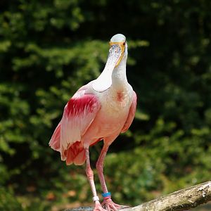 Roseate spoonbill (Platalea ajaja), May 2006