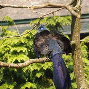 Blue coua (Coua caerulea), May 2006