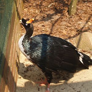 Horned guan (Oreophasis derbianus), May 2006