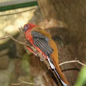 Red-headed trogon (Harpactes erythrocephalus), May 2006
