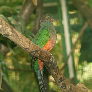 Golden-headed Quetzal (Pharomachrus auriceps), May 2006