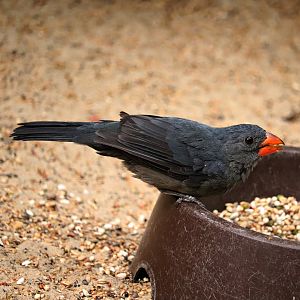 Slate-coloured grosbeak (Saltator grossus)
