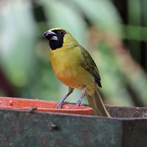 Yellow-green grosbeak (Caryothraustes canadensis canadensis)