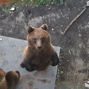Eurasian Brown bear (Ursus arctos arctos)