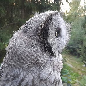 Eurasian great grey owl side profile (Strix nebulosa lapponica)