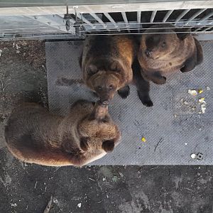 Eurasian Brown bears (Ursus arctos arctos)