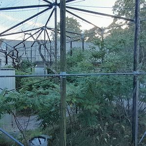 Swift Parrot outdoor aviary