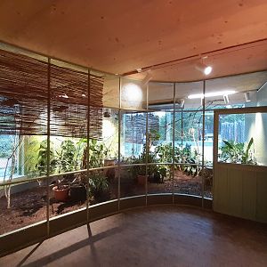 Swift parrot indoor aviary