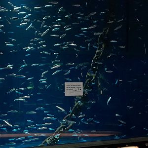 Atlantic herring aquarium