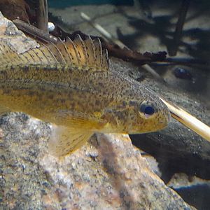 Ruffe (Gymnocephalus cernua)