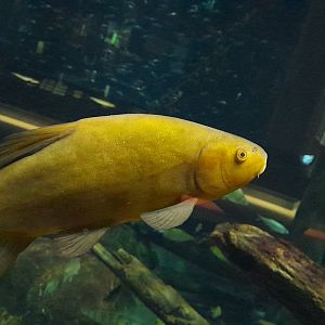 Tench (Tinca tinca)