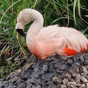 Chilean flamingo