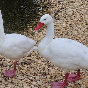 Coscoroba swan