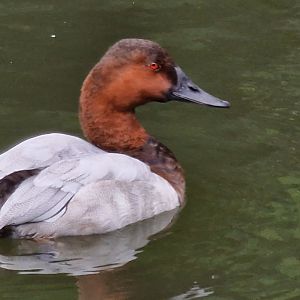 Canvasback