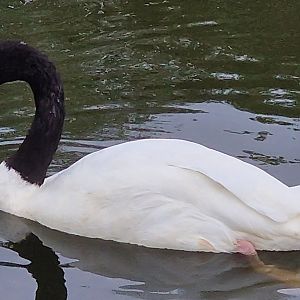 Black necked swan