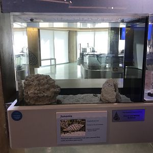 Lower Level - Junonia Tank