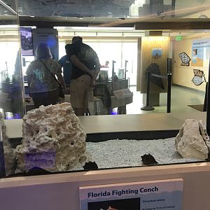 Lower Level - Florida Fighting Conch Tank