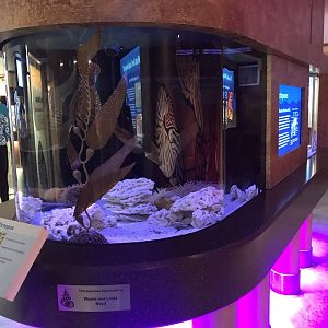 Lower Level - Two-Ring Octopus Tank