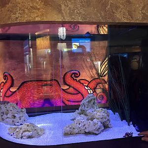 Lower Level - Flamboyant Clownfish Tank