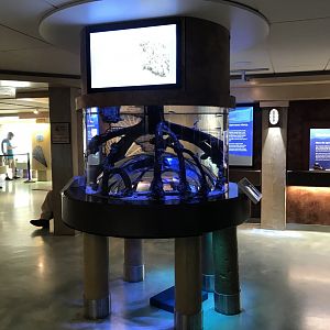 Lower Level - Mangrove Tank