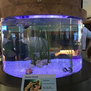 Lower Level - Queen Conch Tank