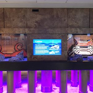 Lower Level - Two-Ring Octopus + Flamboyant Cuttlefish Tanks