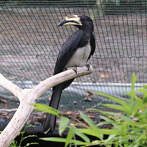 West African pied hornbill (Lophoceros semifasciatus)