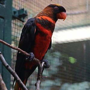 Dusky lory (Pseudeos fuscata)